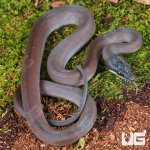 ug_Baby Southern White Lipped Python_2.jpg