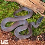 ug_Baby Southern White Lipped Python_1.jpg