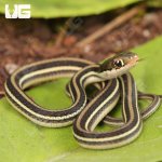 ug_Baby_Gulf_Coast_Ribbon_Snake_4.jpg