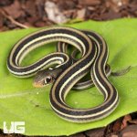 ug_Baby_Gulf_Coast_Ribbon_Snake_3.jpg