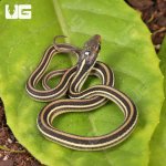 ug_Baby_Gulf_Coast_Ribbon_Snake_2.jpg