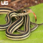 ug_Baby_Gulf_Coast_Ribbon_Snake_1.jpg