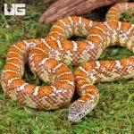 ug_Yearling_Hypo_Brooks_Kingsnake_4.jpg