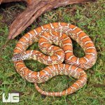 ug_Yearling_Hypo_Brooks_Kingsnake_3.jpg