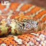 ug_Yearling_Hypo_Brooks_Kingsnake_1.jpg