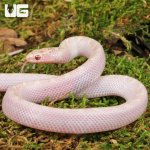 ug_Baby White Sided Lavender Florida Kingsnake_4.jpg