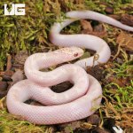 ug_Baby White Sided Lavender Florida Kingsnake_3.jpg
