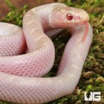 ug_Baby White Sided Lavender Florida Kingsnake_2.jpg