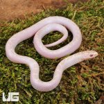 ug_Baby White Sided Lavender Florida Kingsnake_1.jpg