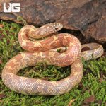 ug_Baby Albino Florida Kingsnake_4.jpg