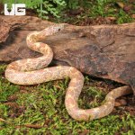 ug_Baby Albino Florida Kingsnake_3.jpg