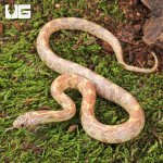 ug_Baby Albino Florida Kingsnake_2.jpg