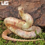ug_Baby Albino Florida Kingsnake_1.jpg