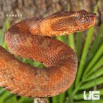 ug_Ashy_Pit_Viper_female_2.jpg