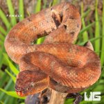 ug_Ashy_Pit_Viper_female_1.jpg
