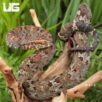 ug_Ashy_Pit_Viper_male_4.jpg
