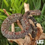 ug_Ashy_Pit_Viper_male_3.jpg