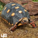 ug_Juvenile_Red_Foot_Tortoise_4.jpg