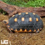 ug_Juvenile_Red_Foot_Tortoise_3.jpg