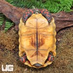 ug_Juvenile_Red_Foot_Tortoise_2.jpg