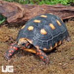 ug_Juvenile_Red_Foot_Tortoise_1.jpg