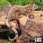 ug_Adult_Pine_Island_Chahoua_Gecko_4.jpg