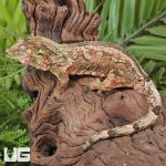ug_Adult_Pine_Island_Chahoua_Gecko_3.jpg