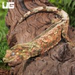 ug_Adult_Pine_Island_Chahoua_Gecko_2.jpg