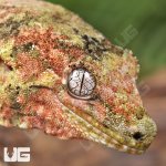ug_Adult_Pine_Island_Chahoua_Gecko_1.jpg
