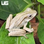 ug_Borneo Eared Frog_4.jpg