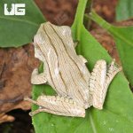 ug_Borneo Eared Frog_3.jpg