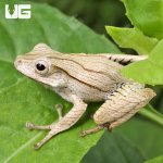 ug_Borneo Eared Frog_2.jpg