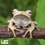 ug_Borneo Eared Frog_1.jpg
