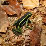 ug_green_trivittatus_dart_frog_6.jpg