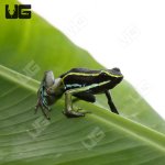 ug_green_trivittatus_dart_frog_5.jpg