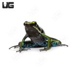 ug_green_trivittatus_dart_frog_4.jpg
