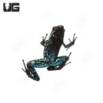 ug_green_trivittatus_dart_frog_3.jpg