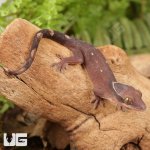 ug_Baby_Sarasinorum_Gecko_4.jpg