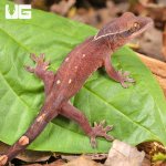 ug_Baby_Sarasinorum_Gecko_3.jpg
