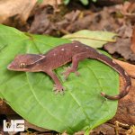 ug_Baby_Sarasinorum_Gecko_2.jpg