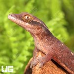 ug_Baby_Sarasinorum_Gecko_1.jpg