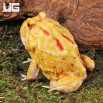ug_Adult_Albino_Pacman_Frog_4.jpg