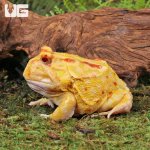 ug_Adult_Albino_Pacman_Frog_3.jpg