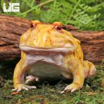 ug_Adult_Albino_Pacman_Frog_2.jpg