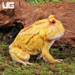 ug_Adult_Albino_Pacman_Frog_1.jpg
