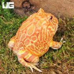 ug_Adult Apricot Pacman Frog_4.jpg