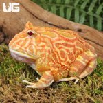 ug_Adult Apricot Pacman Frog_3.jpg
