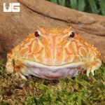 ug_Adult Apricot Pacman Frog_2.jpg
