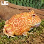 ug_Adult Apricot Pacman Frog_1.jpg