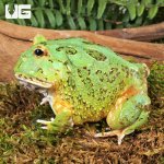 ug_Adult Matcha Pacman Frog_4.jpg